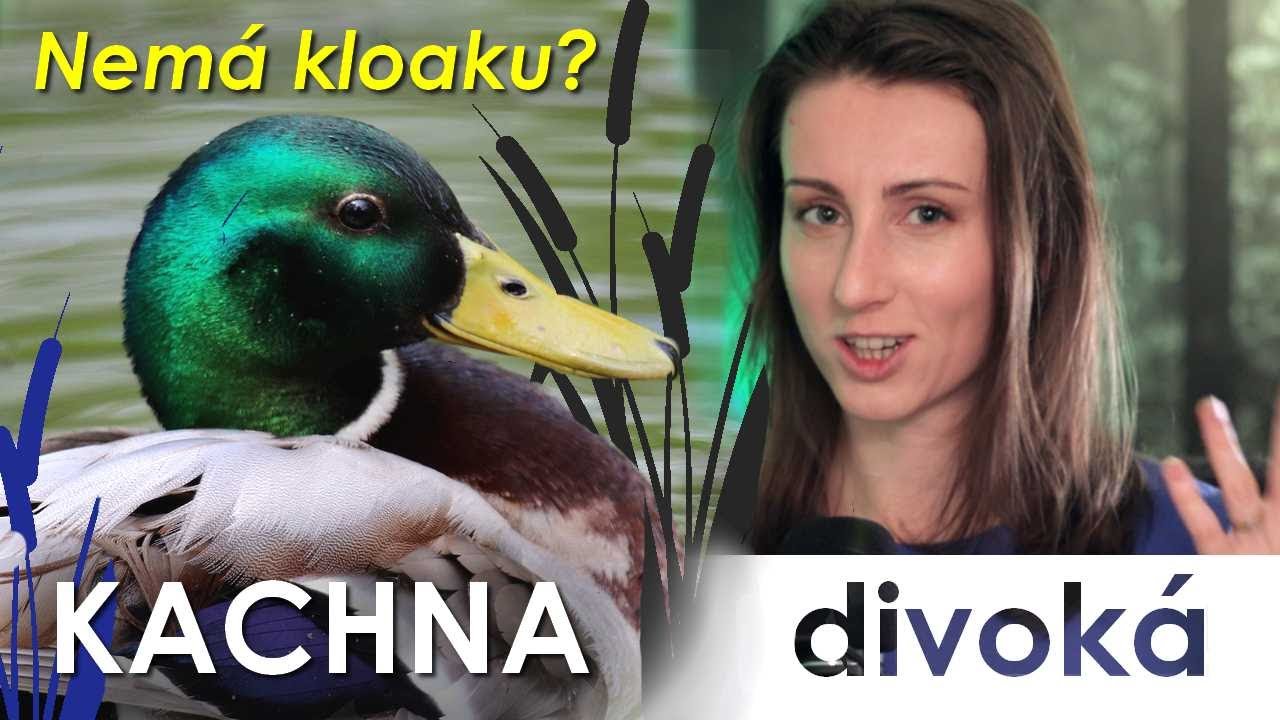 🔮 Žere i maso a v těle skrývá unikátní orgán 🪶 | Kachna divoká 🦆