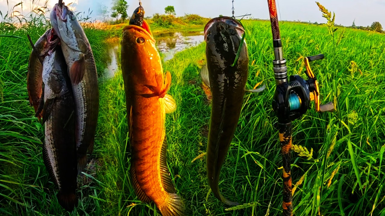 Wow em em! Snakehead fishing, today I'm catching very big fish.