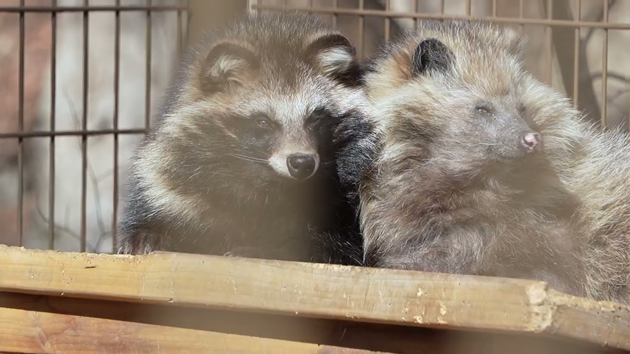 [ホンドタヌキ]如月のぽん[小諸市動物園-2026.02.01]