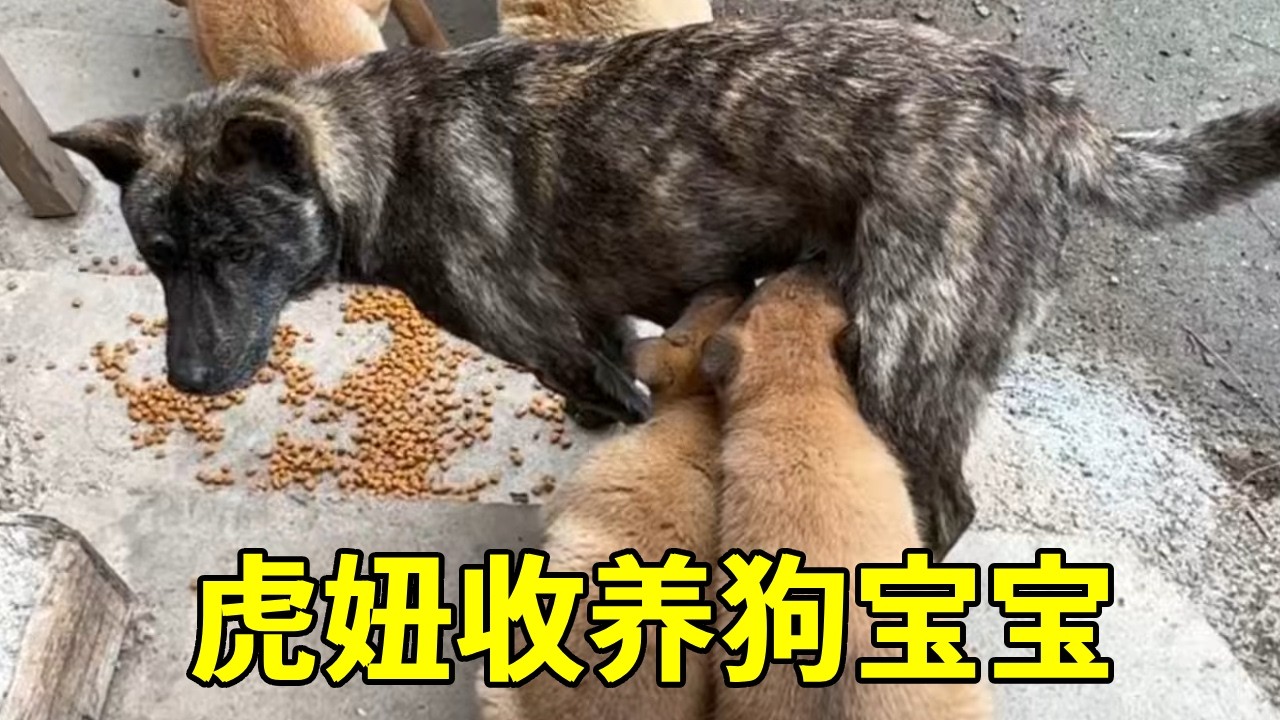 通人性的虎妞，收养了一只狗宝宝【乡野志刚】