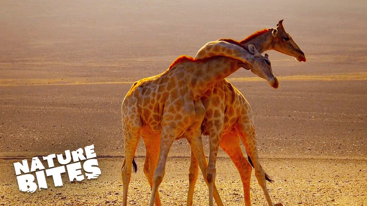 A Neck and Neck Battle: Giant Giraffe Fights | Nature Bites