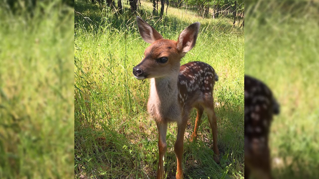 Mighty Little Thor: A Fawn Lost Then Found