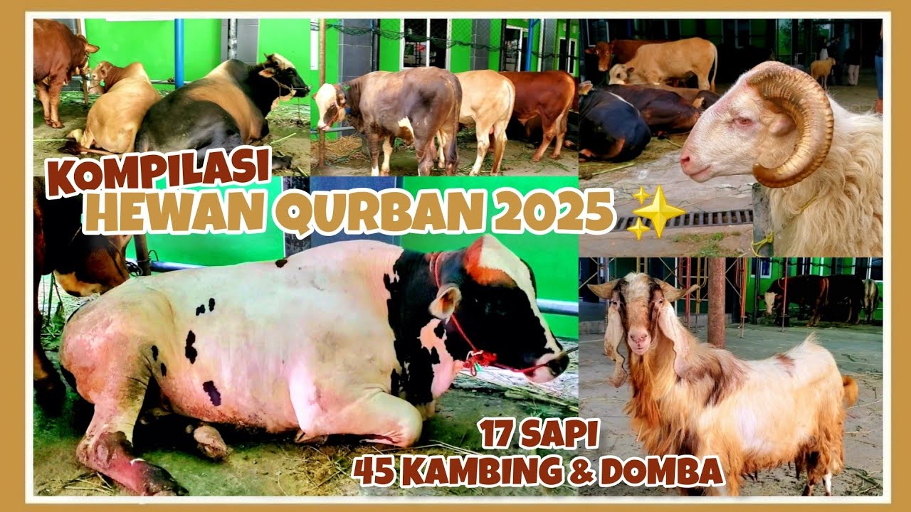 HEWAN QURBAN 2025 MASJID AL FURQON CIBINONG || 17 SAPI & 45 KAMBING DOMBA UNTUK IDUL ADHA 1446 H ✨️