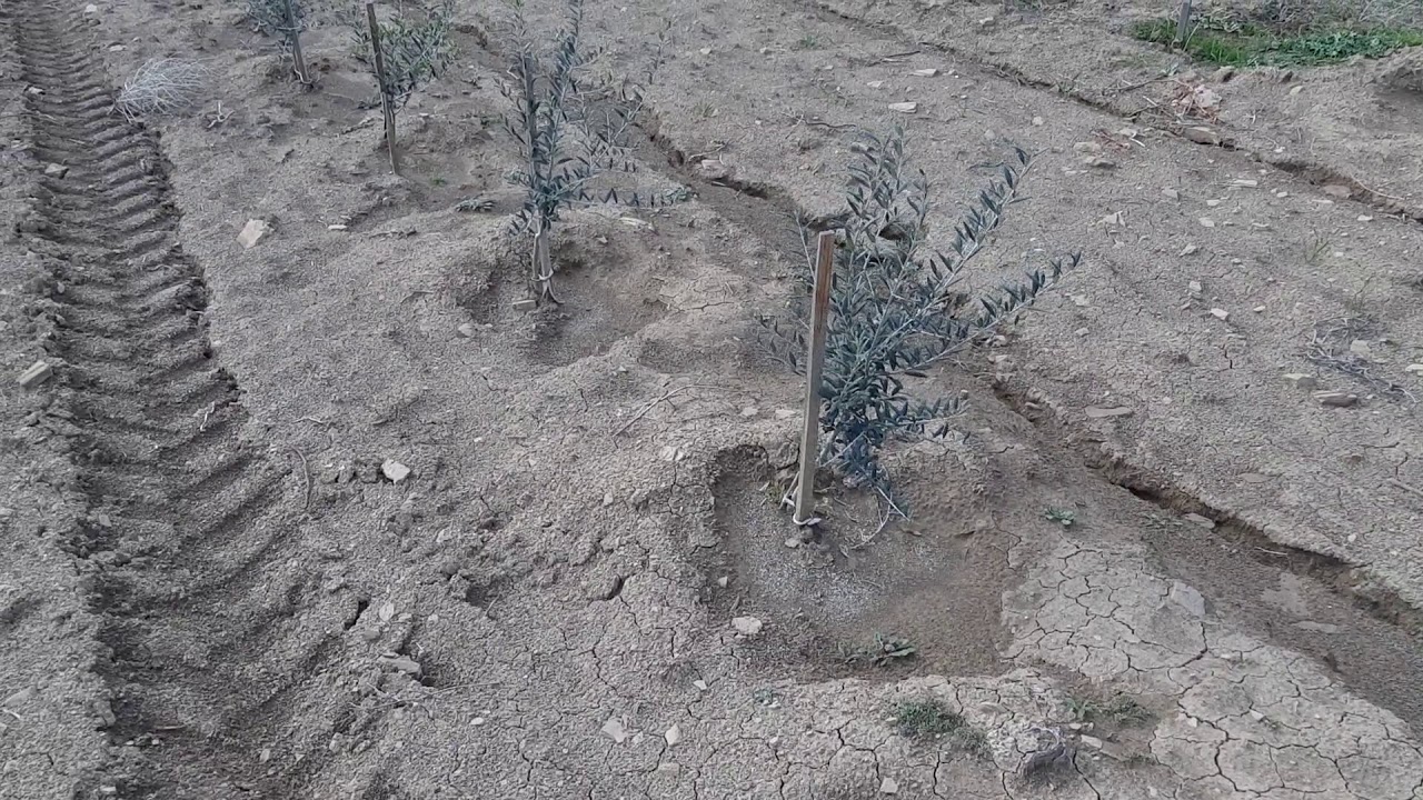 Arbequina Zeytin Bir Yaş