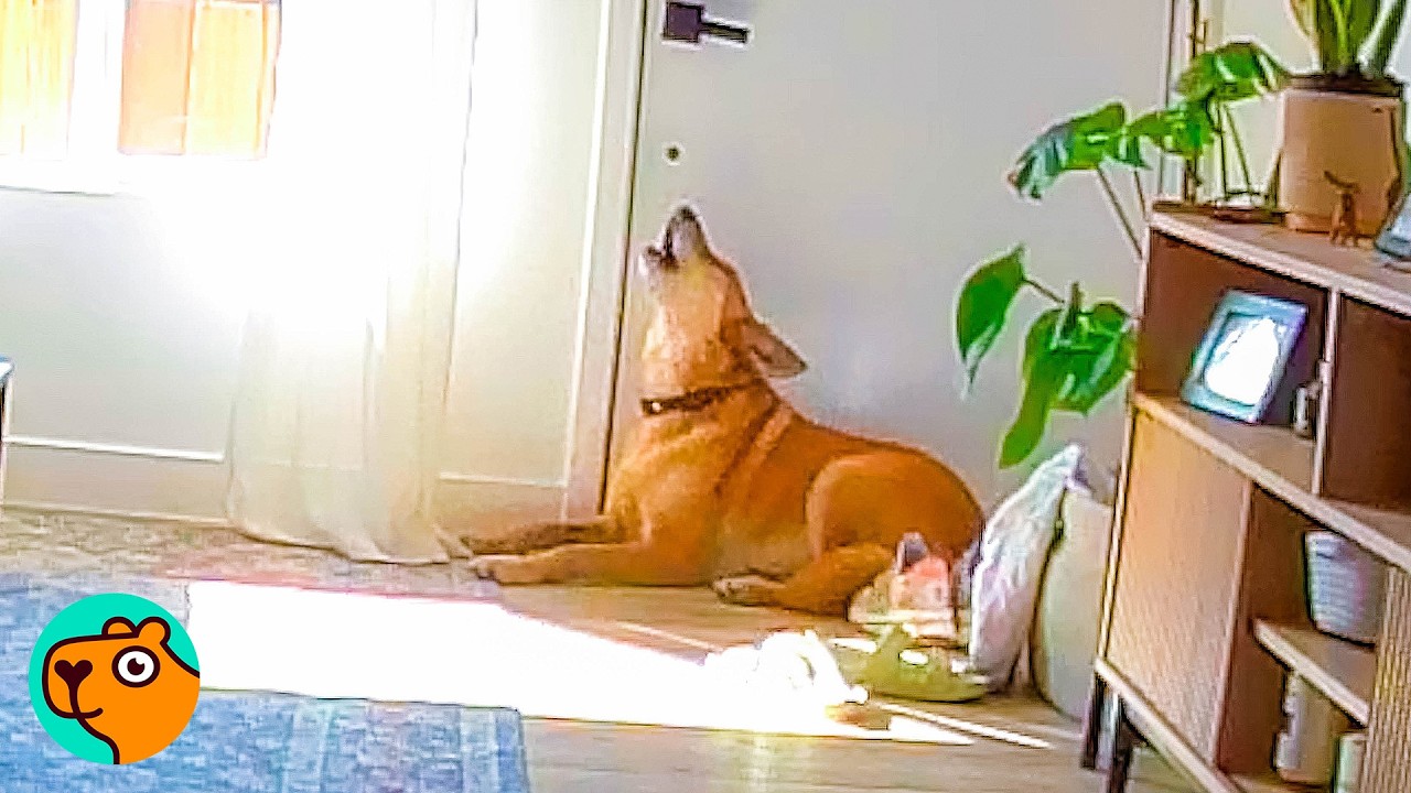 Lonely Dog Howled Every Day, Until She Met This Kitten | Cuddle Buddies