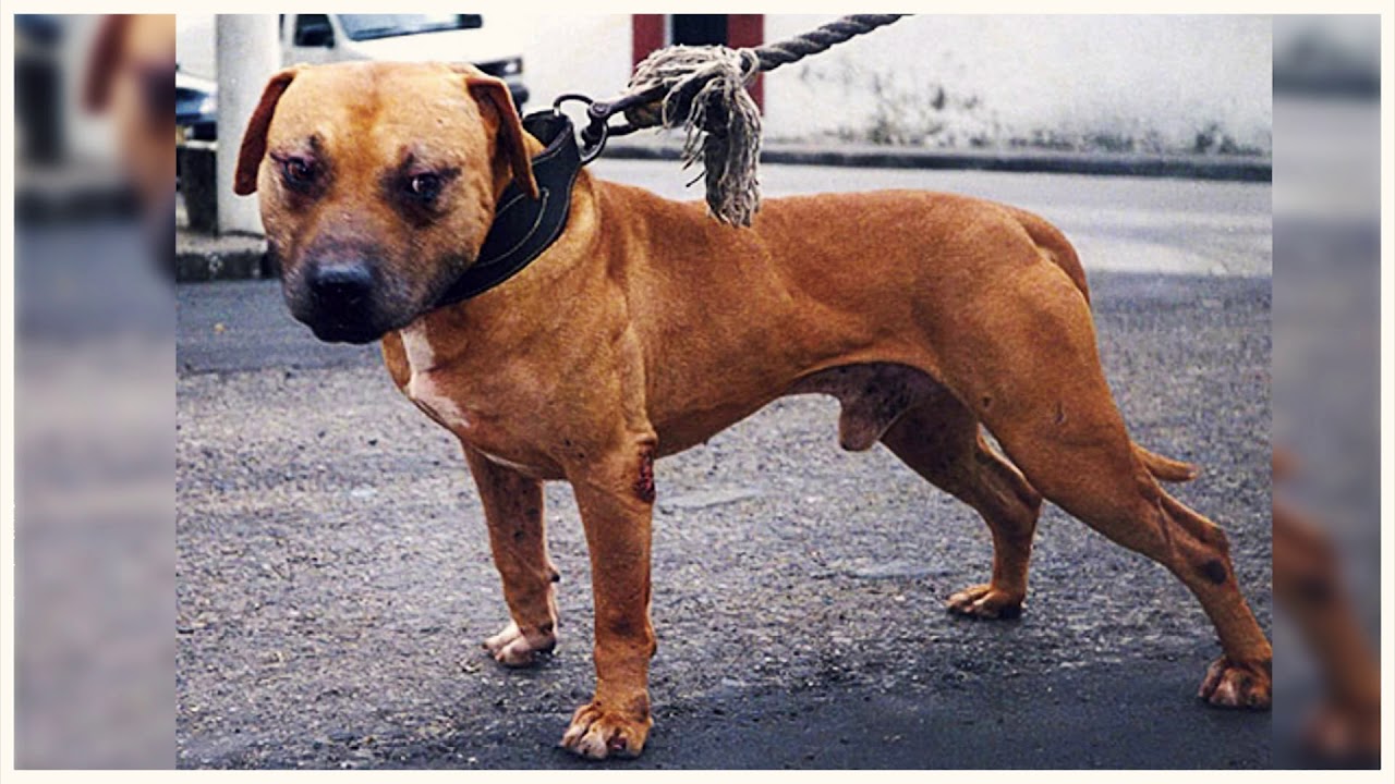 Who has the best Gr ch Mayday ROM dog today ? By Victor Aycart