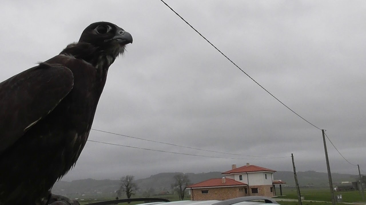 Gyr Saker 7/8
