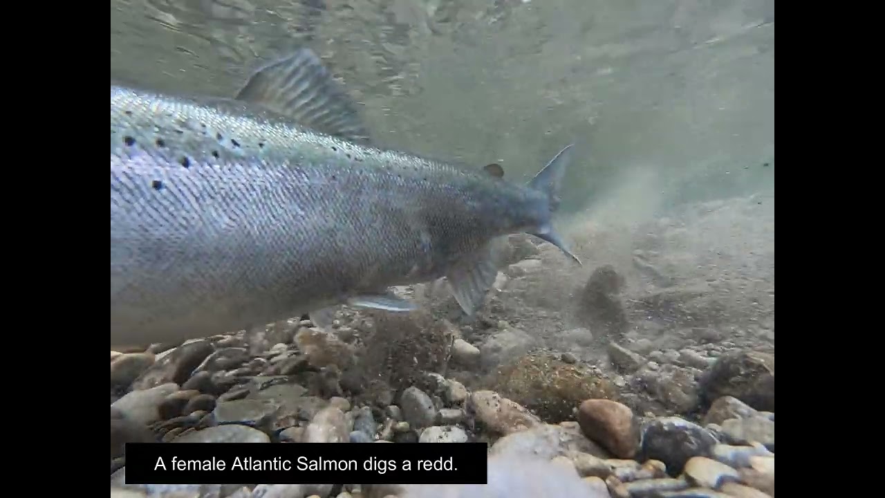 Atlantic Salmon in Lake Ontario streams