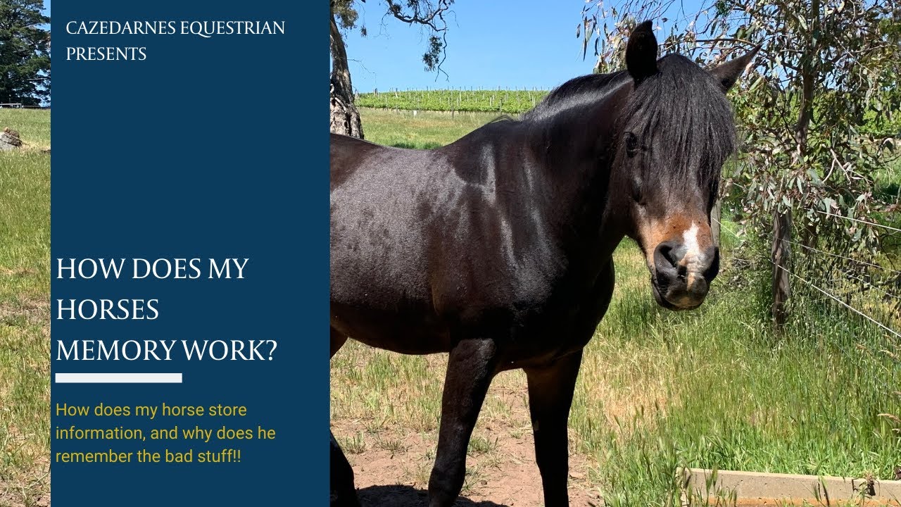 How does a horses memory work? What and how does a horse remember things?
