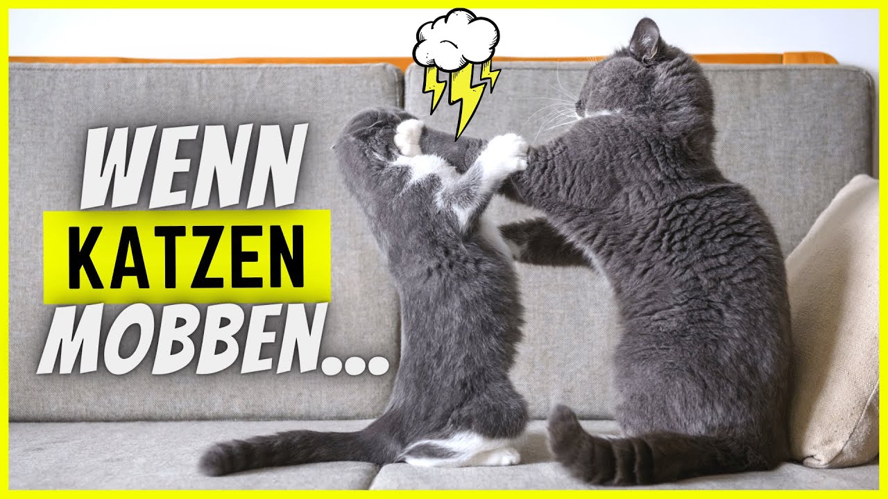 So fies läuft Mobbing unter Katzen...