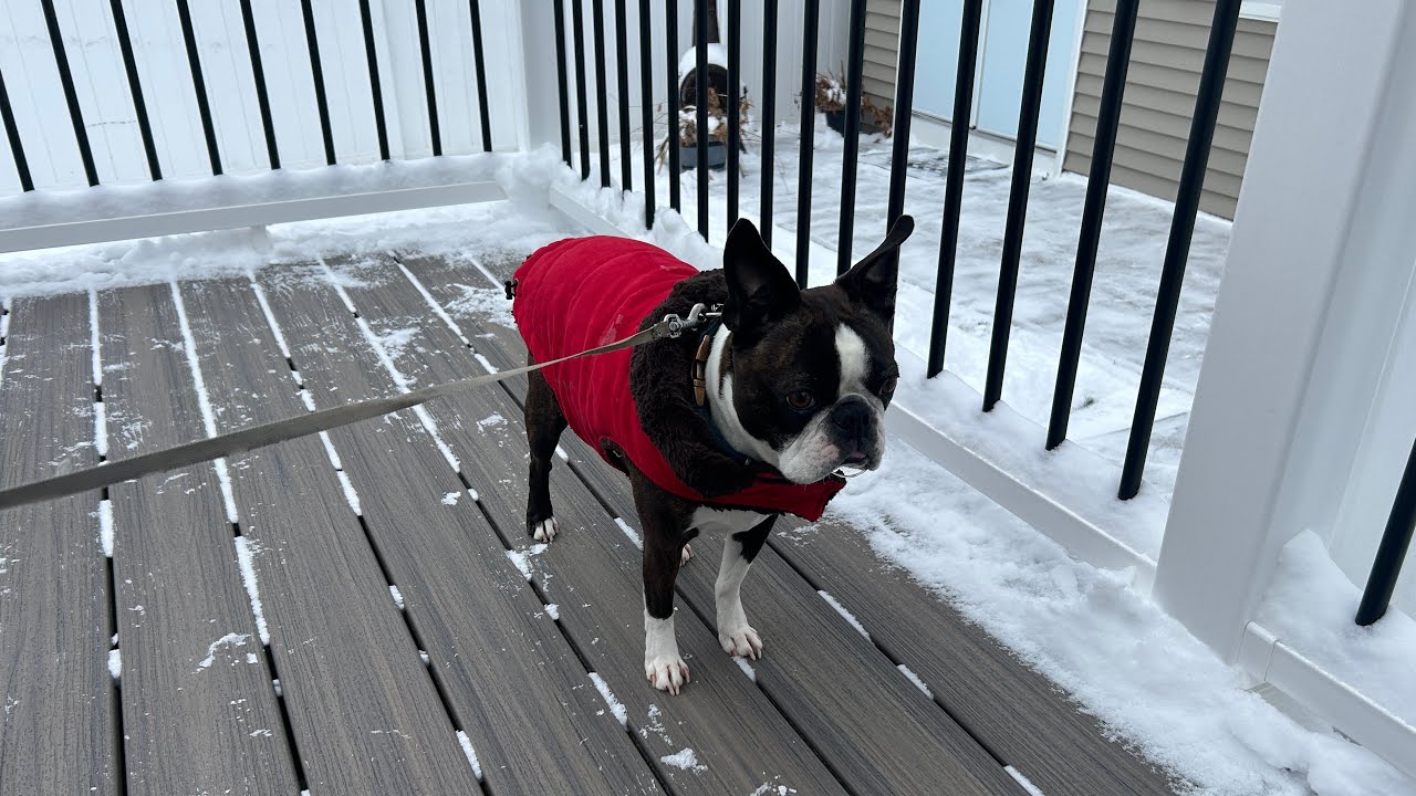 СНЕГ ❄️ + БОСТОН-ТЕРЬЕР 🐶 = 🚫💩