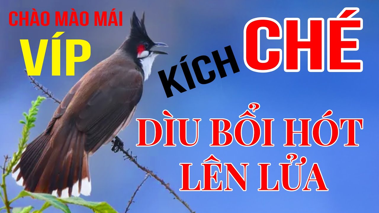 Chào mào mái hót kích trống #chaomaomai