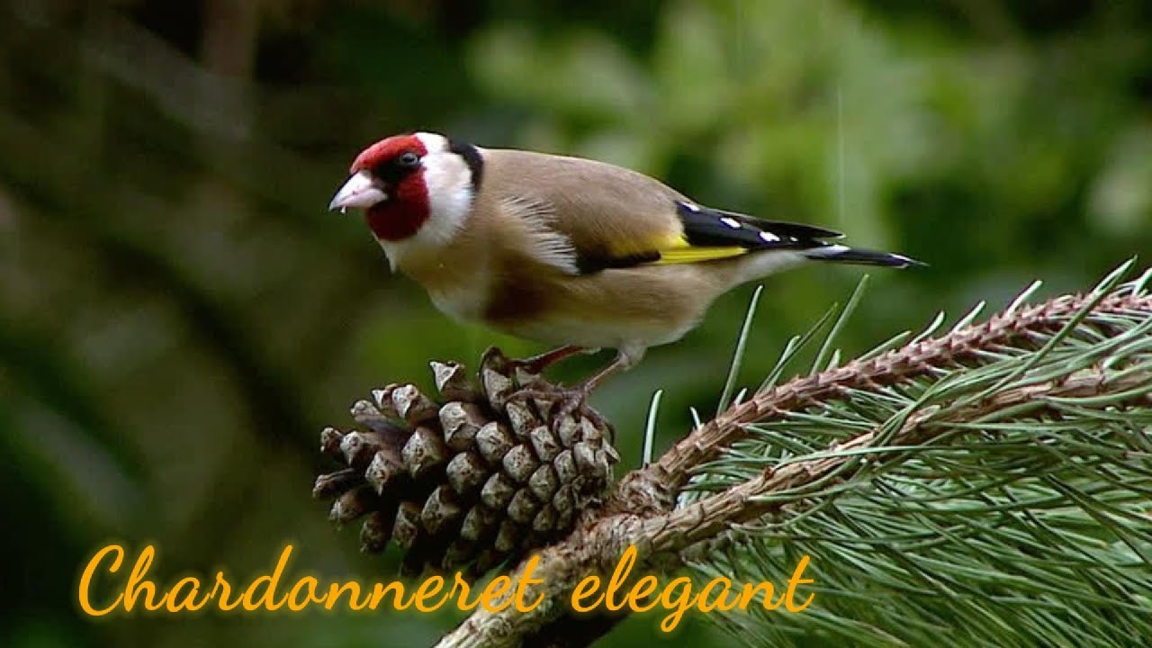 CHARDONNERET ELEGANT