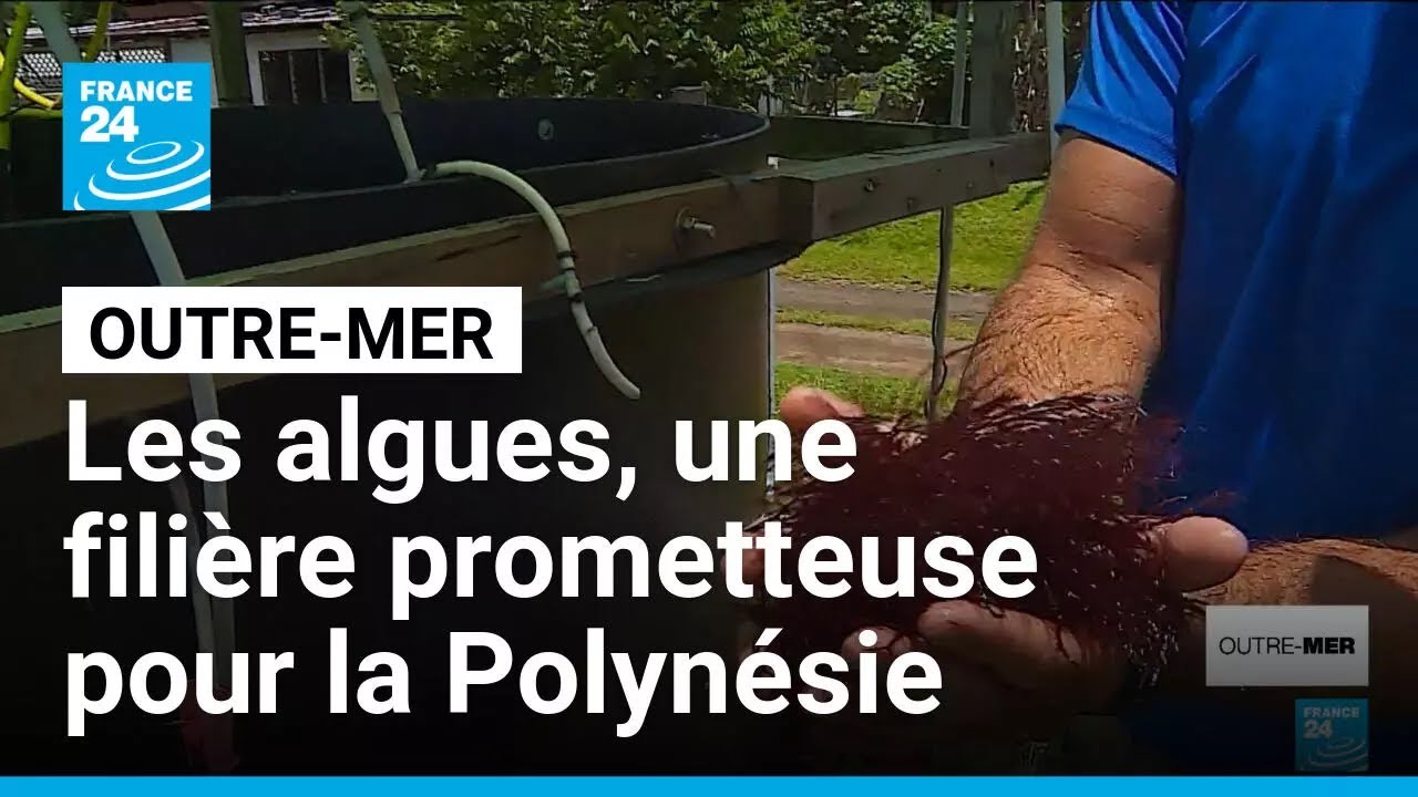 Les algues, une filière prometteuse pour la Polynésie • FRANCE 24