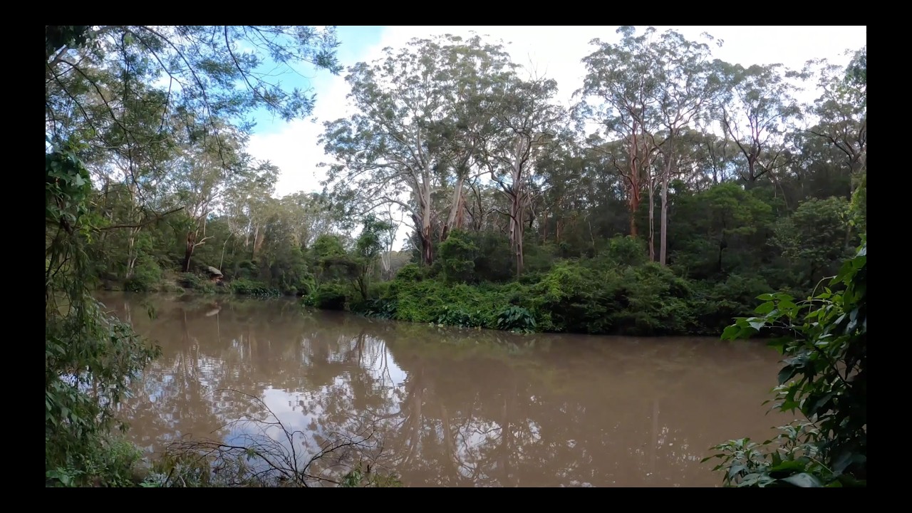 23 km Walk | Thornleigh to Chatswood via Lane Cove National Park | Sydney Bush Walk (4K POV)