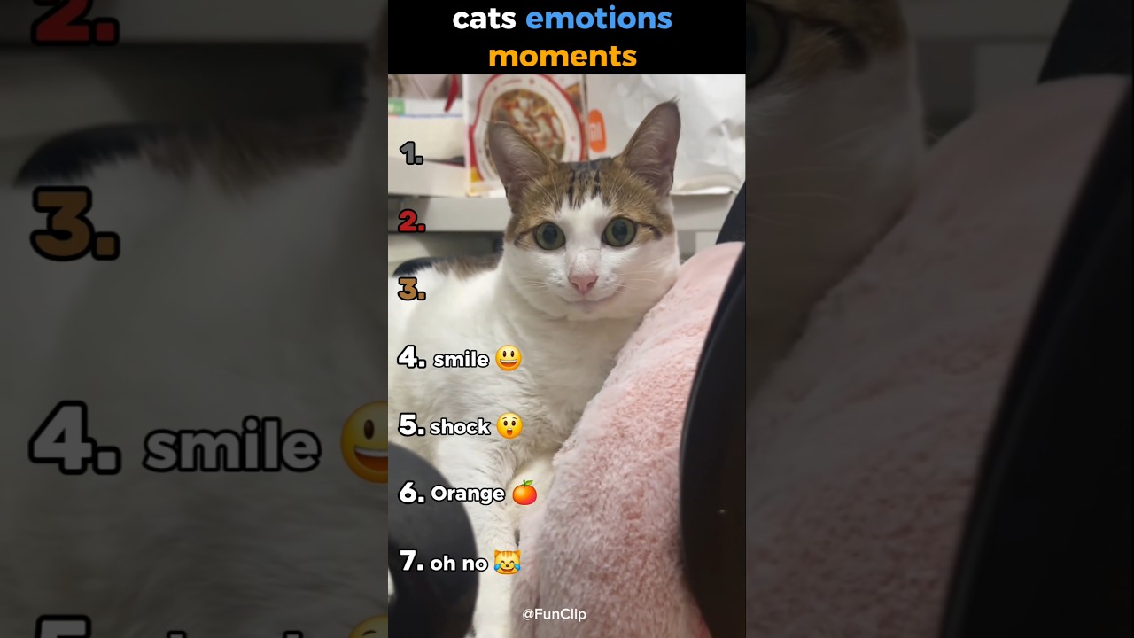 cats emotions #ranking #funny #cuteanimals #cutecats #catlovers
