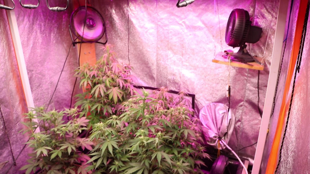 AUTO GROW 10x5 ( video B , 38 Days ) PLATINUMLEDP-600,FOOPORGANICBIOSCIENCE,REMONUTRIENTS,FISHSHIT,