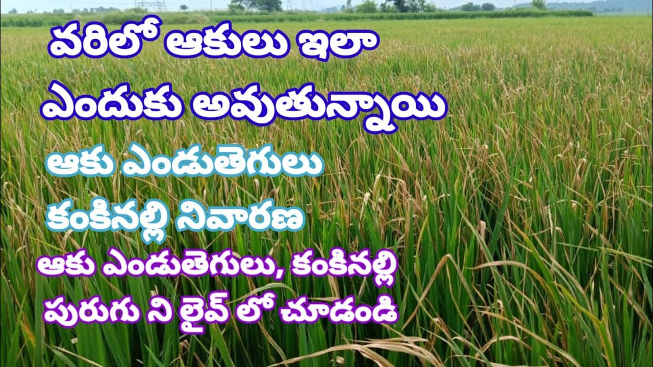 Vari lo endaku tegulu Nivarana | Vari lo Kanki Nalli Nivarana | BLB in Paddy | Bacterial Leaf Blight