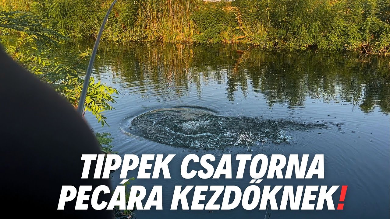 Amur és ponty horgászat, csatorna peca tippek! #fishing 🐟