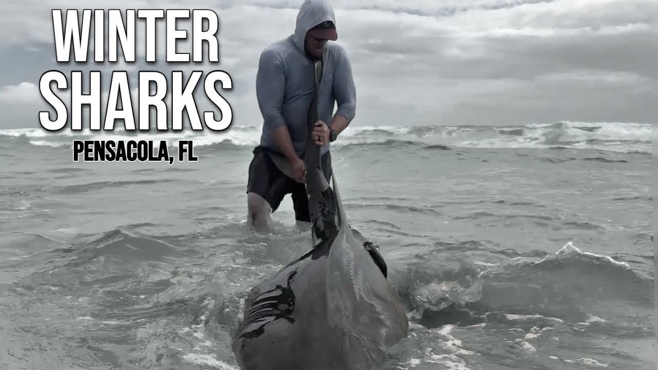 Far From Home: Winter Shark Fishing in Pensacola, Florida