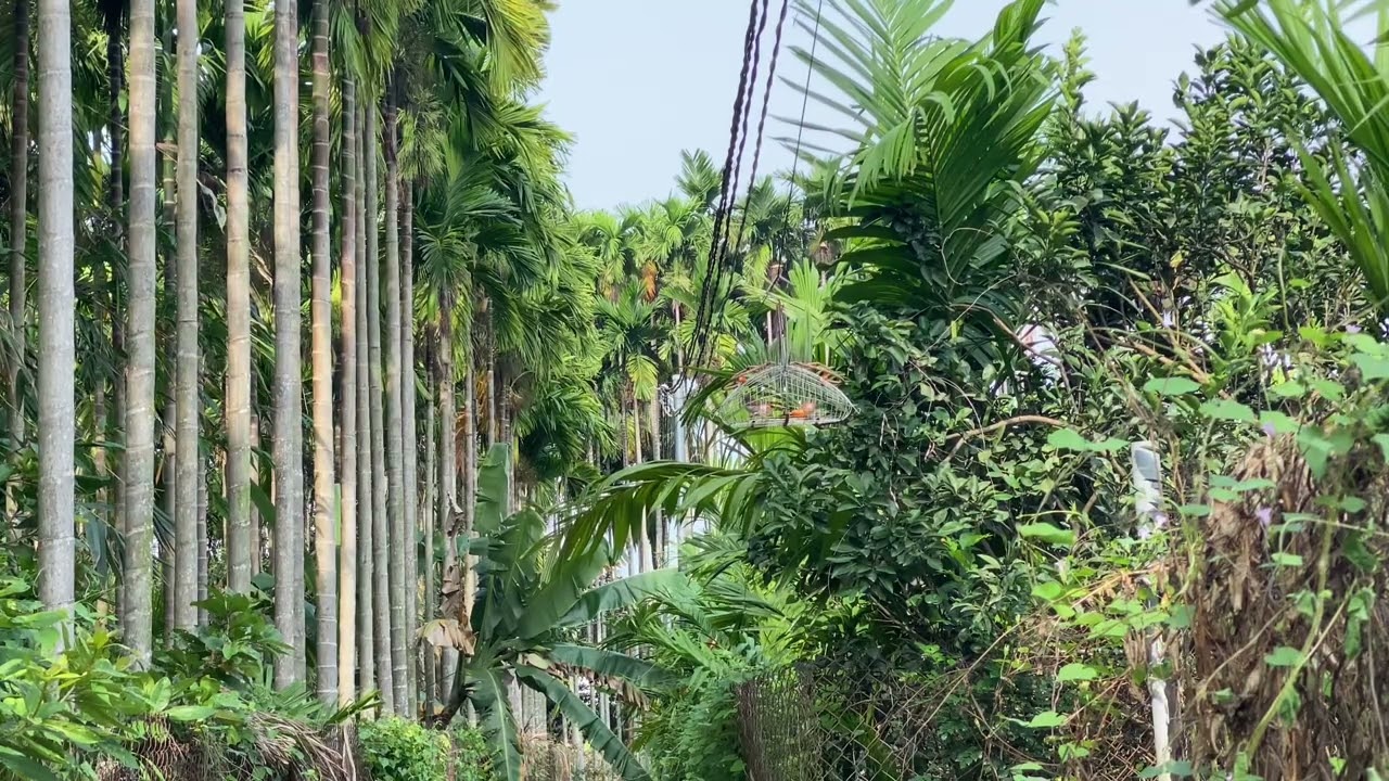 Bẫy hoành hoạch trắng