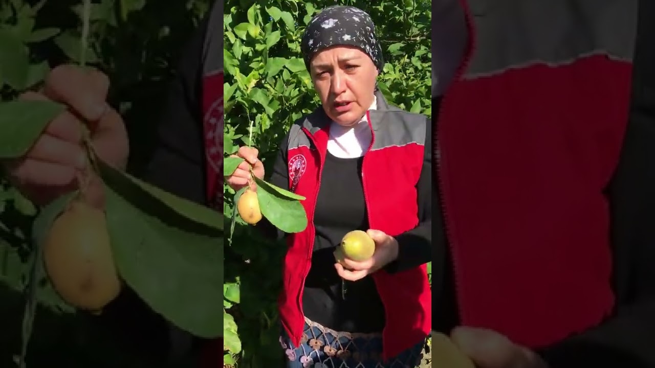 Turunçgillerde Pas Böcüsü zararlısı, biyolojisi, konukçular ve mücadele şekilleri.