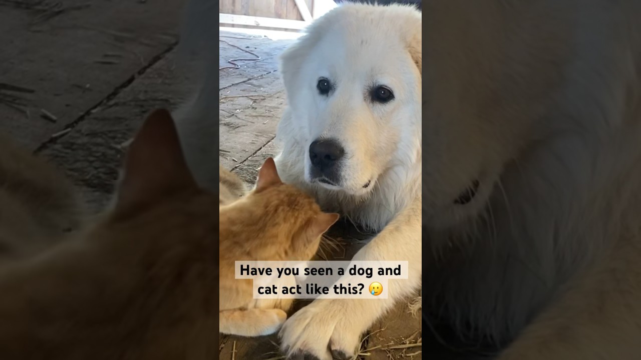 Have you seen a dog and cat act like this? ❤️ 