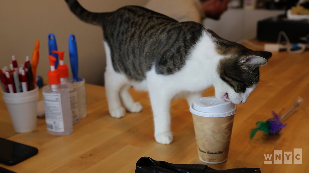 Go Inside NYC's First Permanent Cat Cafe!