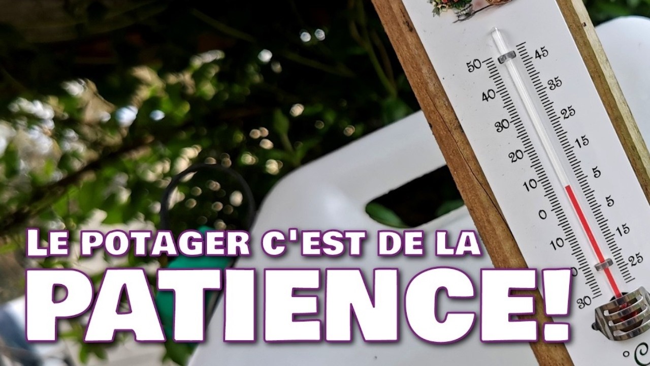 Potager: Ne jamais se pr&eacute;cipiter!
