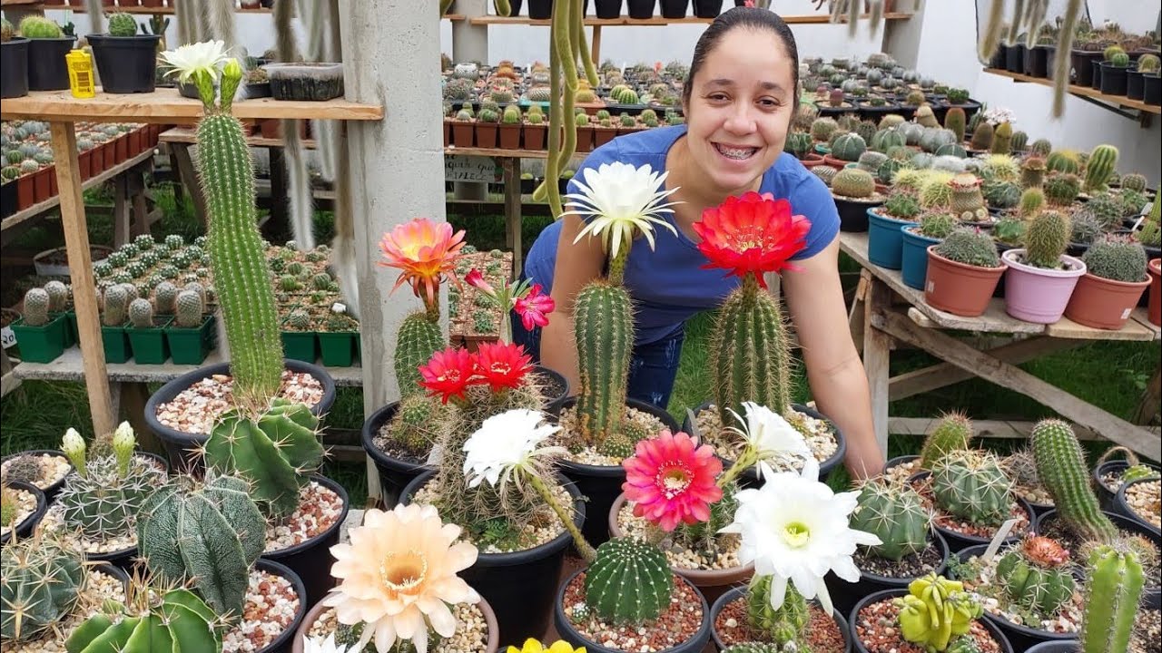 Mais Florações dos nossos CACTOS 🌵 #flordecacto #cactoflorido