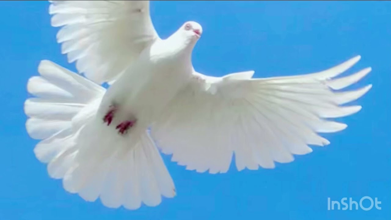 Pigeons AUTOCHTHONOUS in the Republic of KOSOVA🇽🇰. Kuti i Drenices .