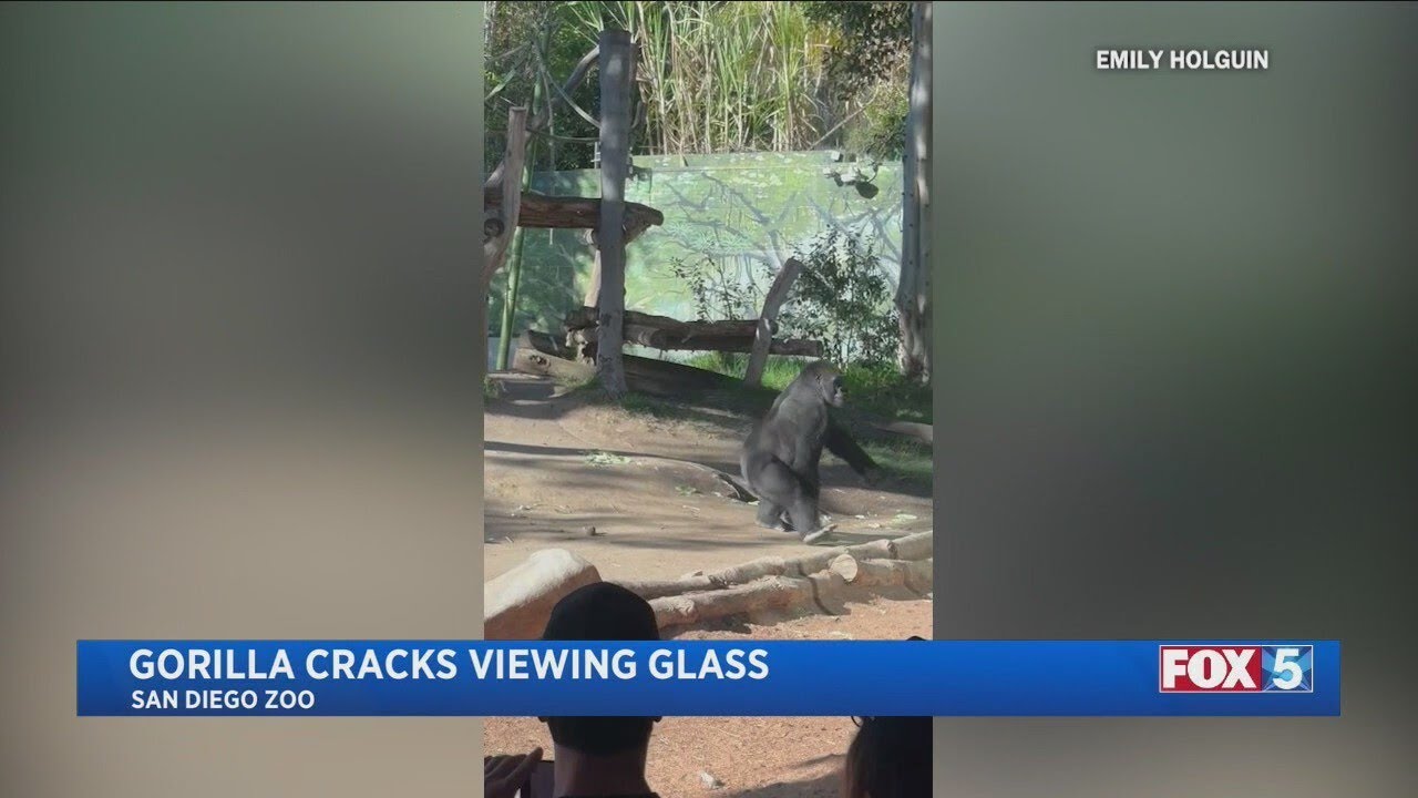 San Diego Zoo gorilla Denny damages habitat glass