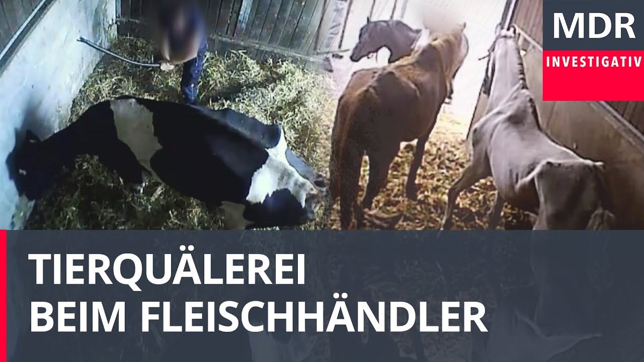 Vorwurf Tierqu&auml;lerei: Razzia bei Fleischh&auml;ndler