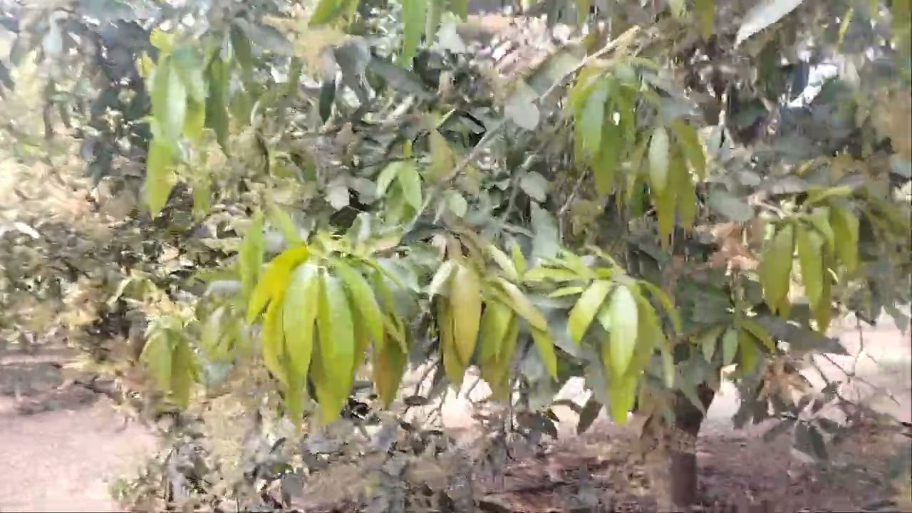 My dream new lands agriculture 4 acres mango garden per acre 45 lacks clme 9346648067