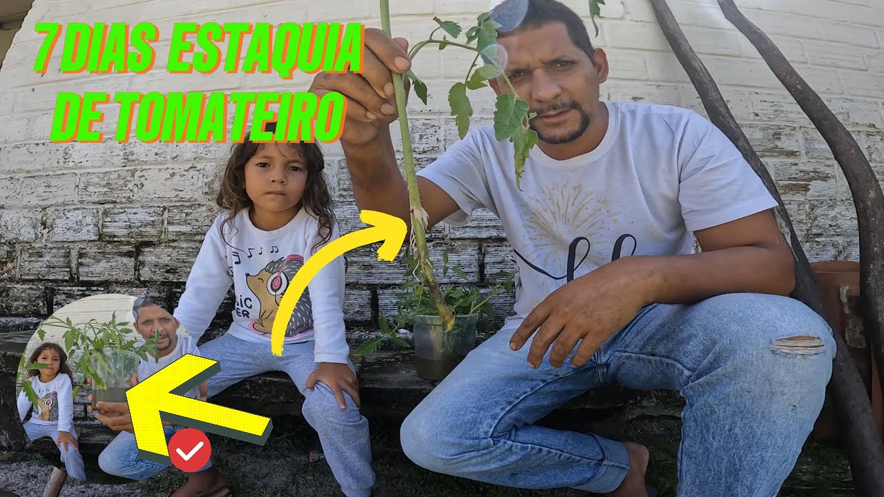 PLANTANDO AS ESTAQUIA DO TOMATEIRO NO CANTEIRO DEPOIS DE 7 DIAS #plantaçao#tomate