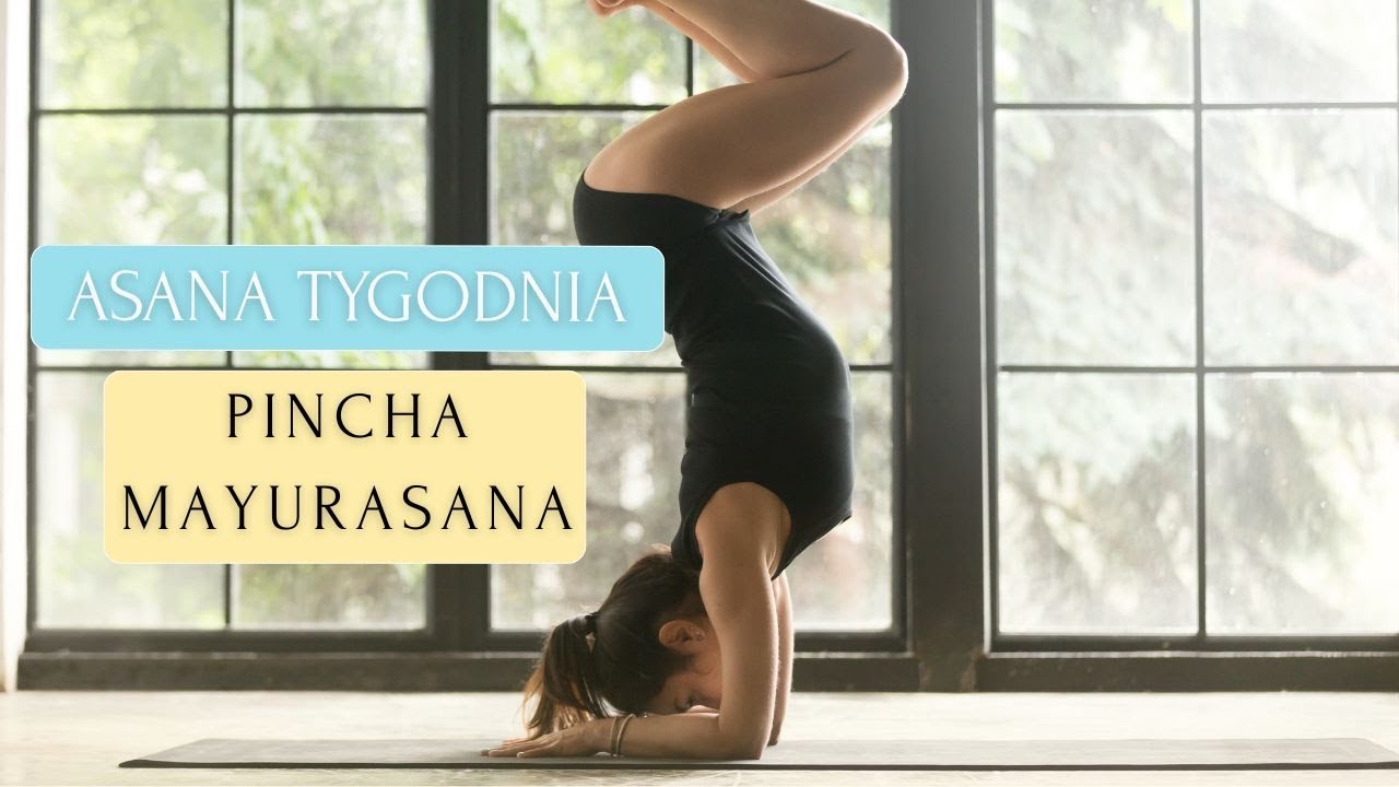 Asana tygodnia | Pincha Mayurasana (pierzasty paw) 🦚