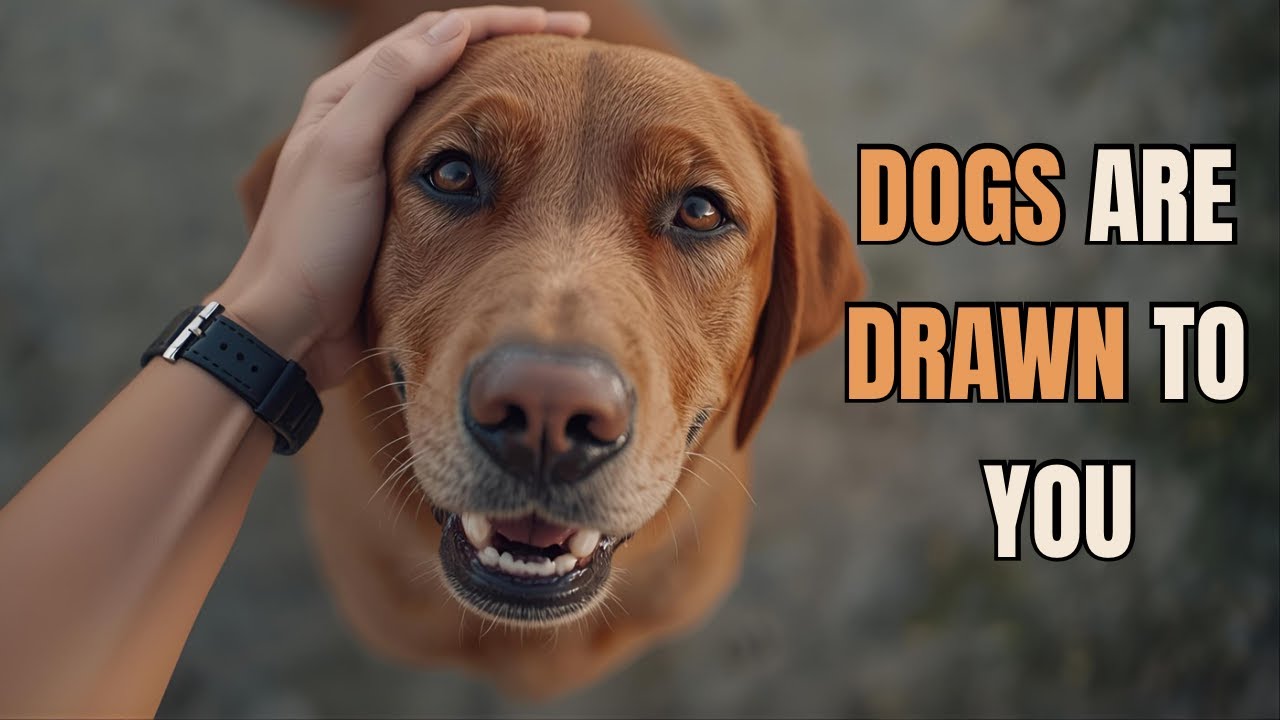 Why Dogs Are Instantly Drawn to YOU – 10 Science-Backed Reasons You Never Knew!