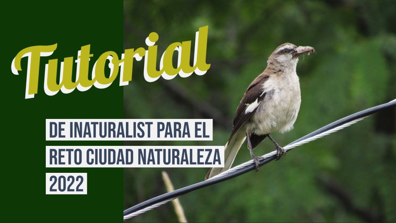 Tutorial de Inaturalist