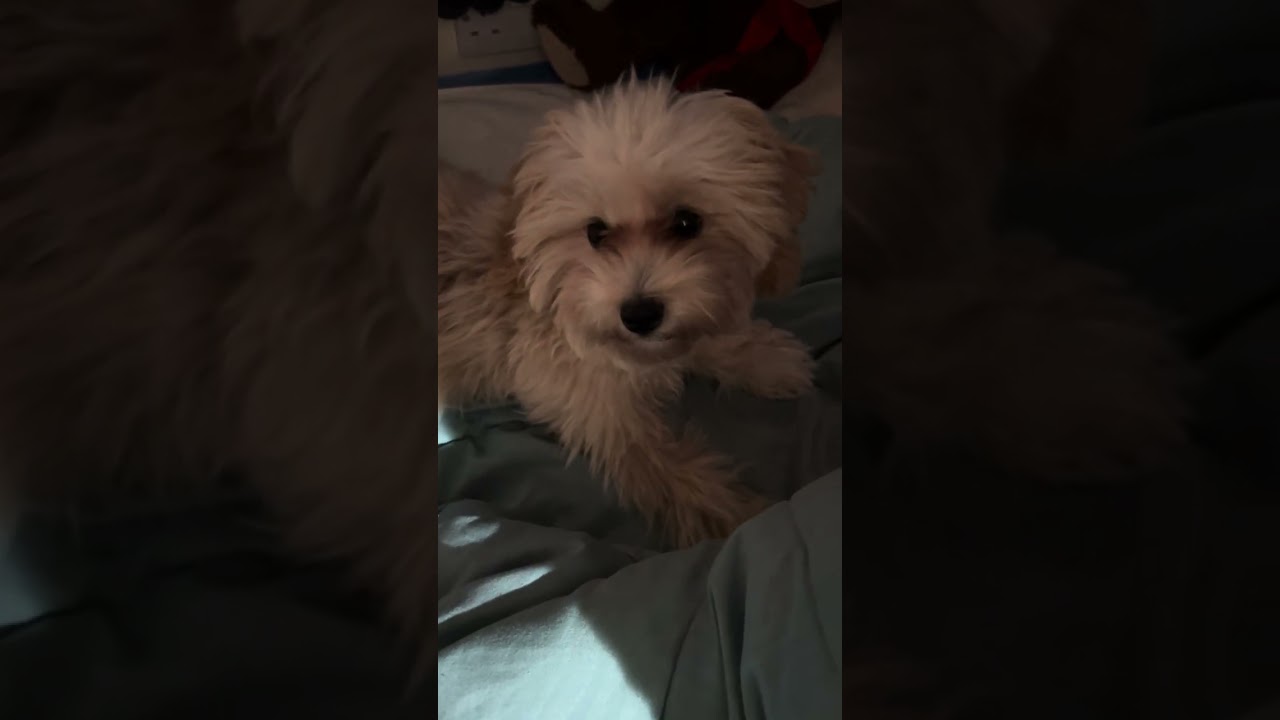 Too lazy to get up😬😅🐾