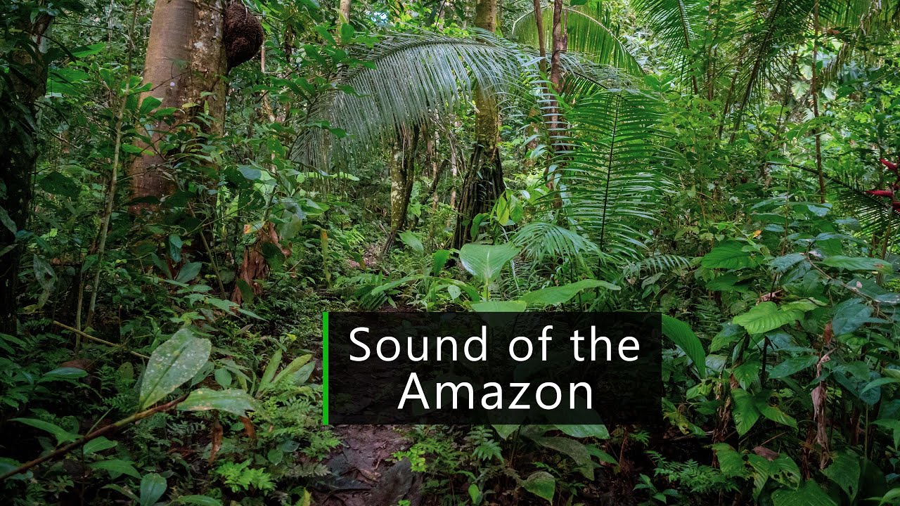 Sound of the jungle - pihas in the Amazon rainforest