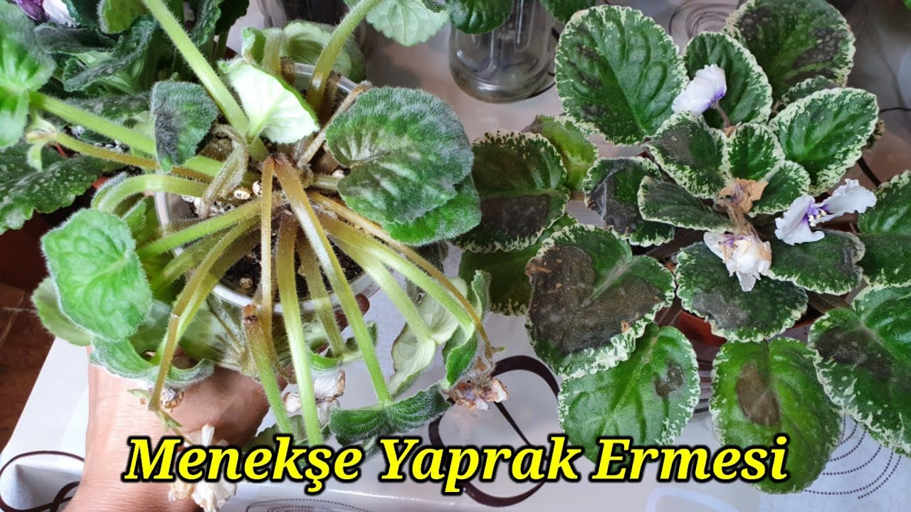 MENEKŞE YAPRAK ERMESİ🤔Menekşe Yaz Bakımı✅Menekşe Bakımı✅