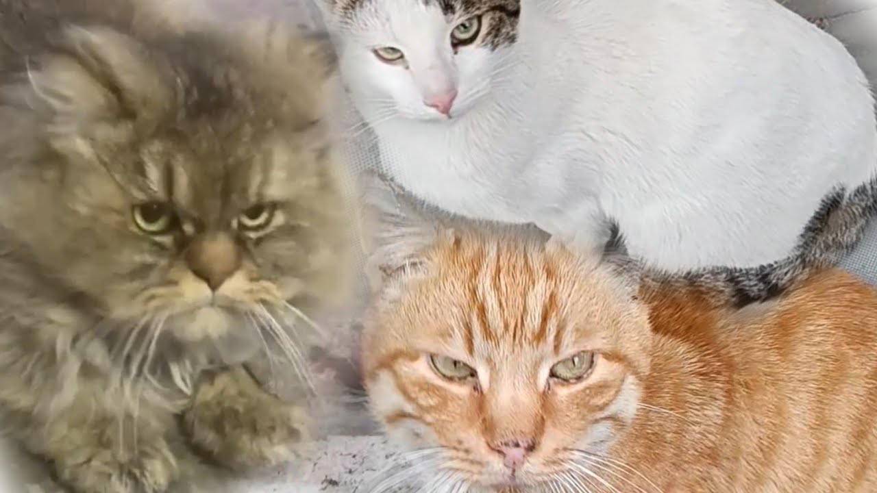 Sweet Cats in İstanbul #cat 