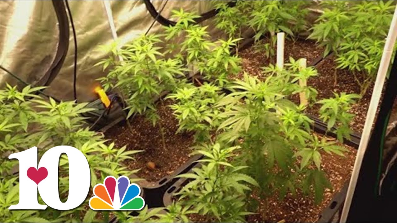 THCA in Tennessee: A 'legalized high' could soon end
