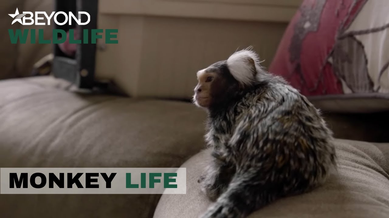 S9E14 | Alison Rescues Marmosets Chuck Norris & Sid Vicious | Monkey Life | Beyond Wildlife