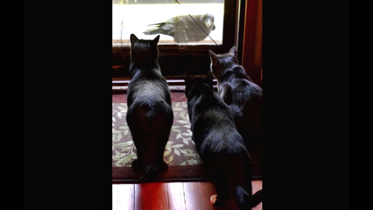 The Kits Cats vs. Rusty The Raven