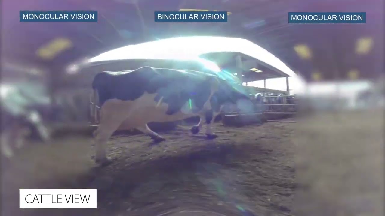 Have you ever wondered how cows see?