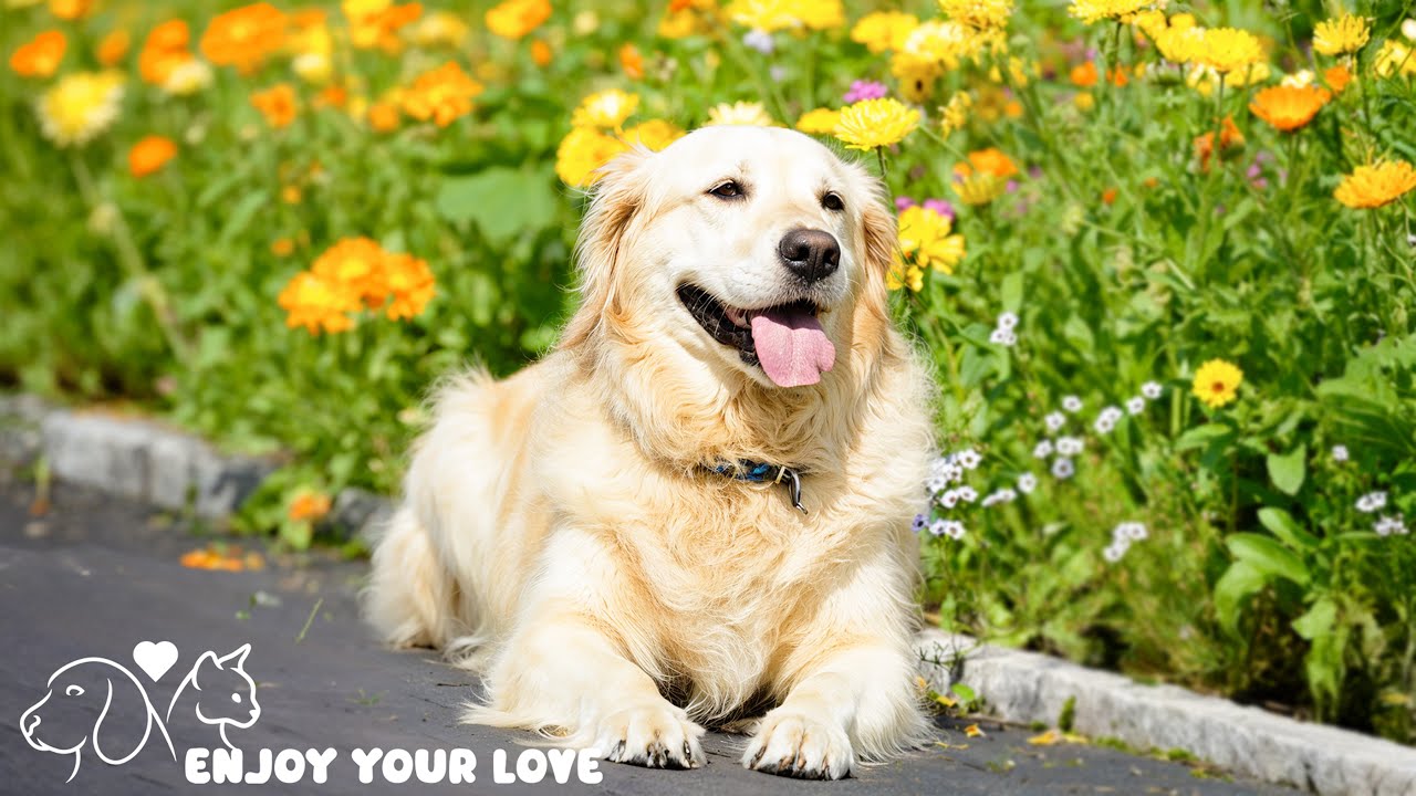DOG TV for Dogs to Watch: Ultimate Video Anti-Boredom for Dogs When Home Alone - Music for Dogs