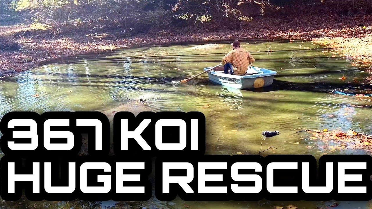 BIGGEST KOI RESCUE to date - part 1