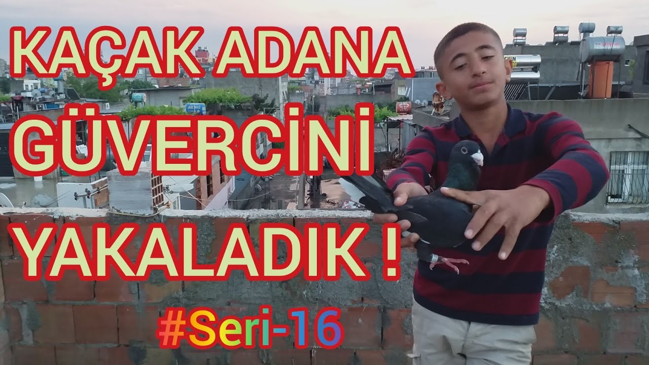 KAÇAK GÜVERCIN YAKALADIK! #Seri16