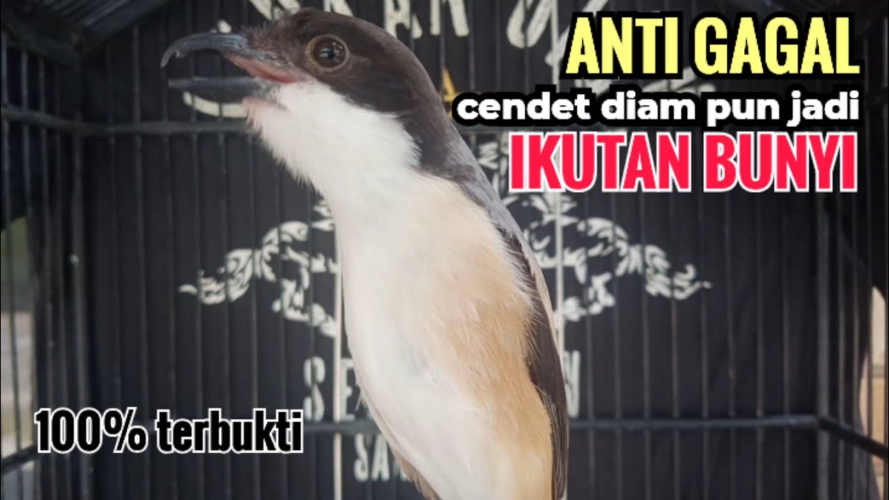 Suara Cendet Gacor Toet toet Efektif Anti Gagal Bikin Cendet Malas pun Langsung Nyaut Bunyi Seketika